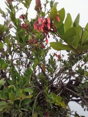 Macleania loeseneriana