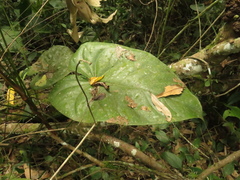 Anthurium buganum