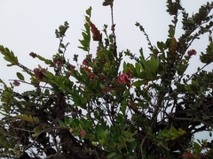 Macleania loeseneriana