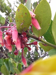 Macleania loeseneriana