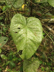 Anthurium buganum