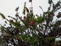 Macleania loeseneriana