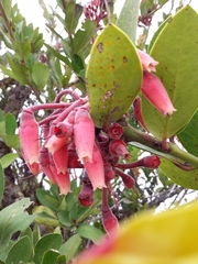 Macleania loeseneriana
