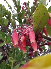 Macleania loeseneriana