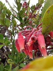 Macleania loeseneriana