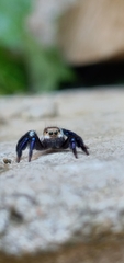 Corythalia argentinensis