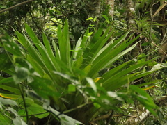 Tillandsia fendleri