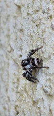 Corythalia argentinensis