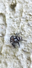 Corythalia argentinensis