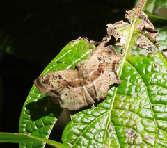 Quadrus lugubris lugubris