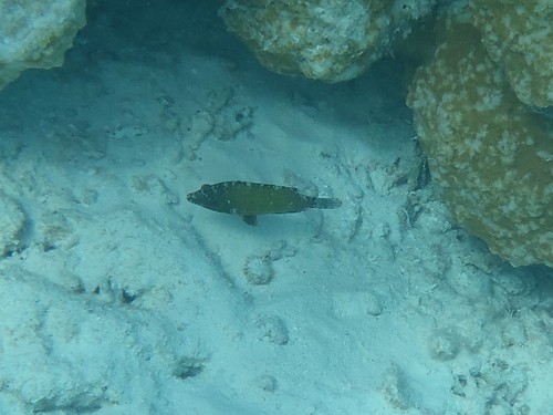 Cheilinus chlorourus