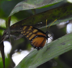 Dircenna kolijkensis