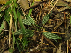 Cyclopogon lindleyanum