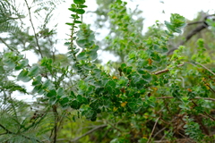 Cliffortia reniformis