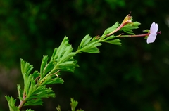 Pelargonium ternatum