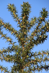 Cliffortia phillipsii