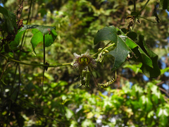 Passiflora adenopoda