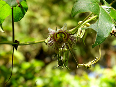 Passiflora adenopoda