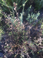 Hermannia hyssopifolia