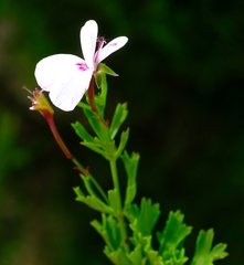 Pelargonium ternatum