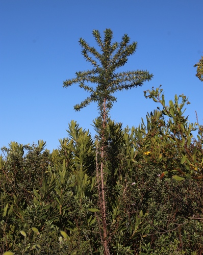 Image of Cliffortia phillipsii by (c) Tony Rebelo, some rights reserved (CC BY-SA)