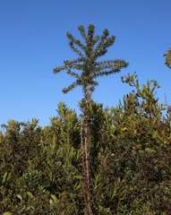 Cliffortia phillipsii