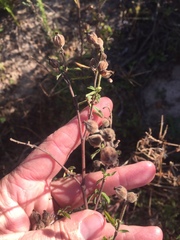 Hermannia hyssopifolia