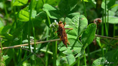 Asilus crabroniformis