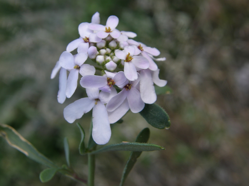Iberis balansae