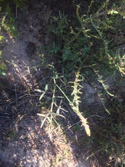 Indigofera psoraloides