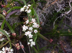 Platysace compressa