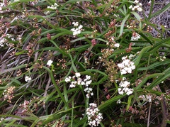 Platysace compressa
