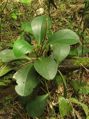 Peperomia obtusifolia