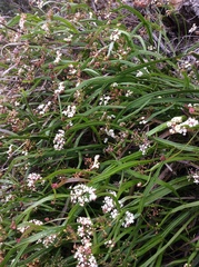 Platysace compressa