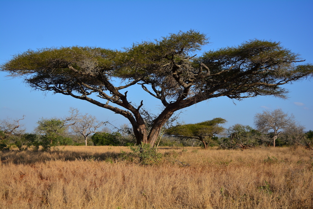 umbrella thorn (Magnoliopsida (Dicots) of the Mfolozi River catchment ...