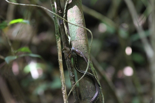Schokar's bronzeback