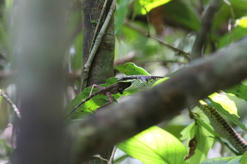 Schokar's bronzeback