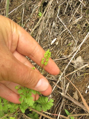 Anemia hirsuta