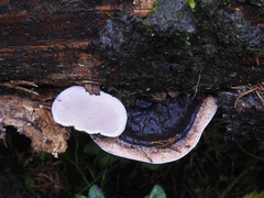 Fomitopsis rosea image