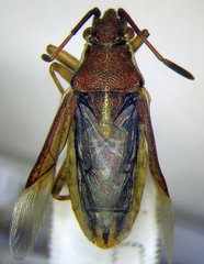 Maccevethus corsicus