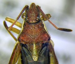 Maccevethus corsicus