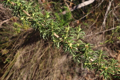 Cliffortia phillipsii