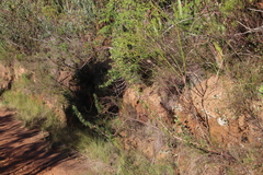 Cliffortia phillipsii