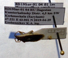 Maccevethus corsicus