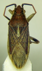 Maccevethus corsicus