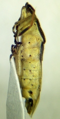 Maccevethus corsicus