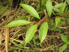 Aiouea montana