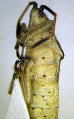 Maccevethus corsicus
