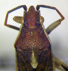 Maccevethus corsicus