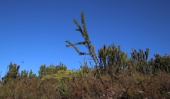 Cliffortia phillipsii